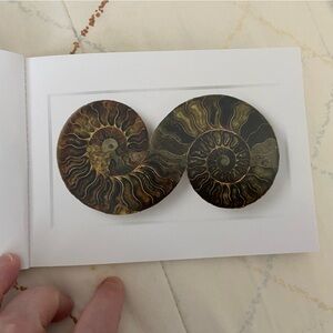 Postcard Cretaceous Art Of Christopher Marley Biophilia